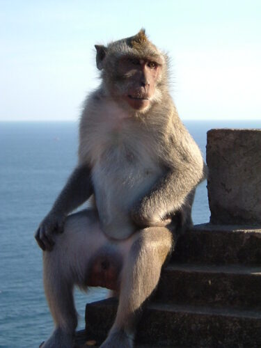 Ulu Watu monkey