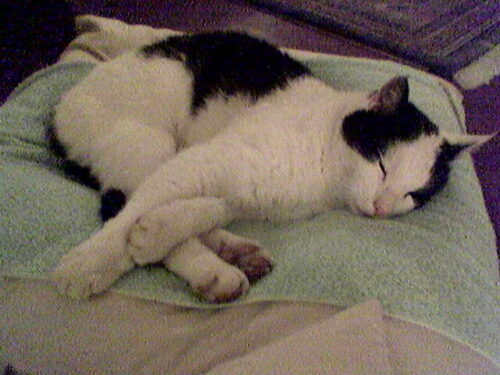 Tom Poes