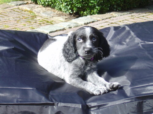 A photo of Bicha, our new dog