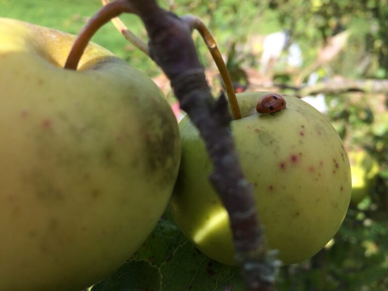 Annual apple harvest at the Kellers'