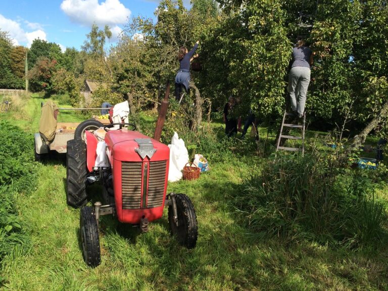 Annual apple harvest at the Kellers'