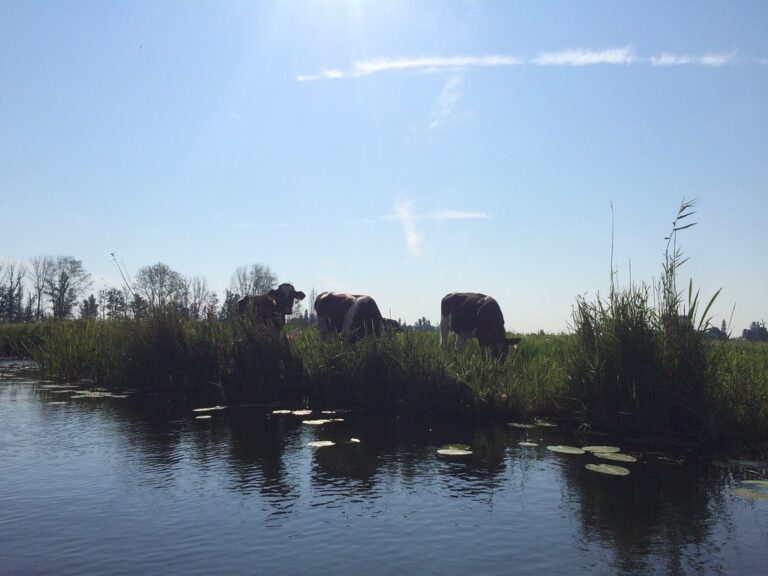 Canoeing at Nieuwkoopse Plassen, Noorden