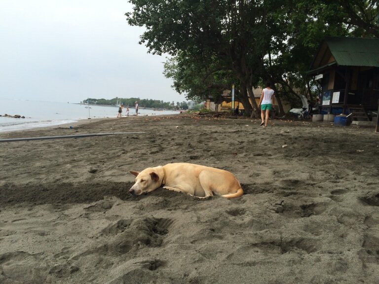 Lazy beach dog, Pemuteran