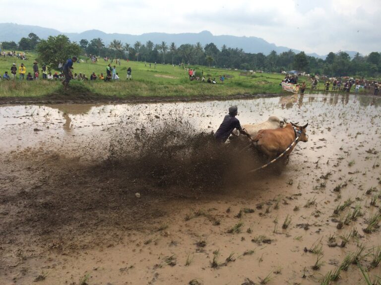 Pacu Jawi