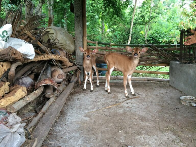 Twin calves