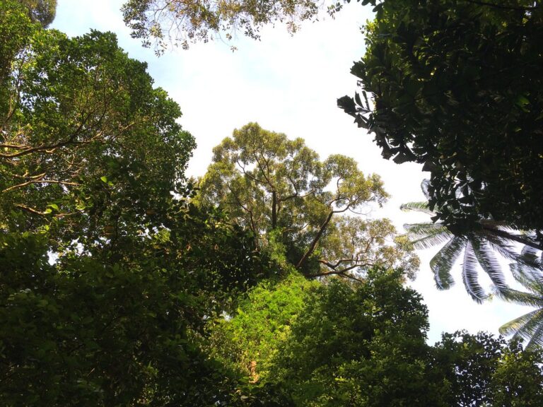 Botanic Gardens