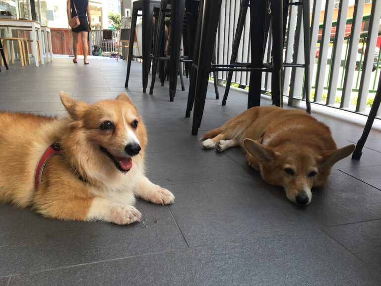 Hot corgis