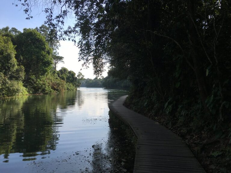 MacRitchie Reservoir Park